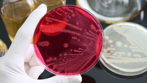 Uji Mikrobiologi pada Pakan