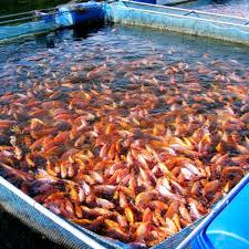 Mengapa Oksigen Terlarut dalam Budidaya Ikan Penting?